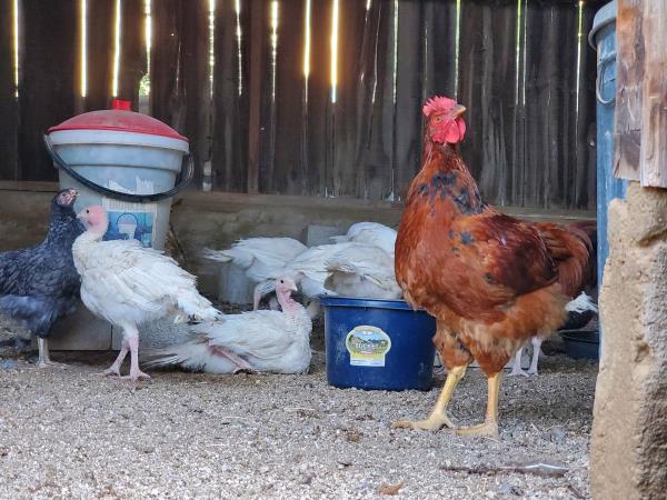 /Images/uploads/San Diego County Farm Bureau/onthefarm/entries/14057thumb.jpg